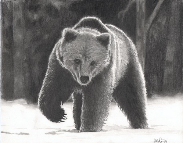 10+ Bear Drawings Showcase - Hative