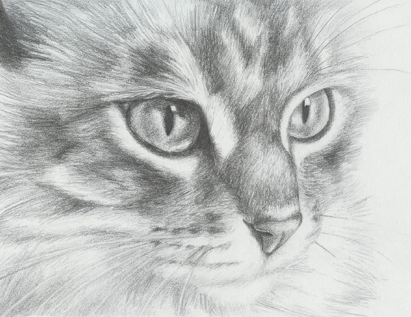 10 Cute Cat Drawings Showcase - Hative