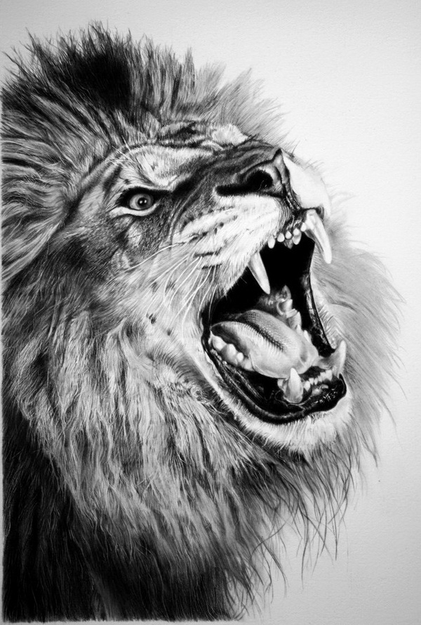 10+ Cool Lion Drawings for Inspiration Hative