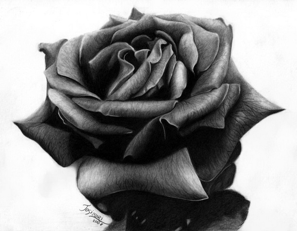 10+ Beautiful Rose Drawings for Inspiration - Hative