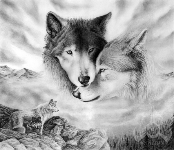 wolf drawing 3