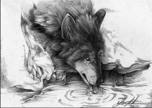 10+ Cool Wolf Drawings for Inspiration - Hative