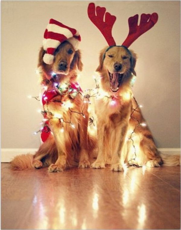 20 Fun and Creative Christmas Card Photo Ideas - Hative