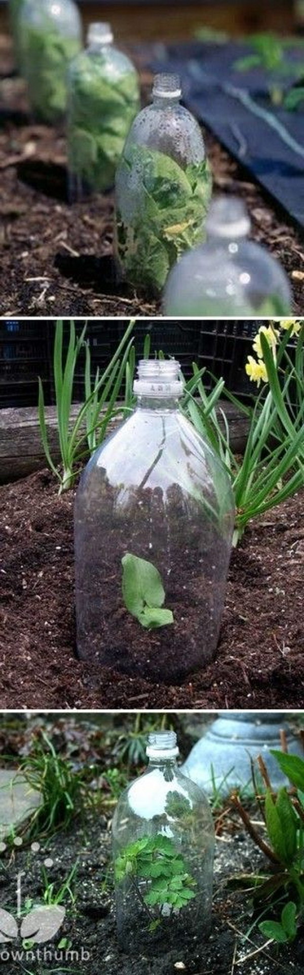 Or Create a Mini Greenhouse Using 2 liter Soda Bottles 