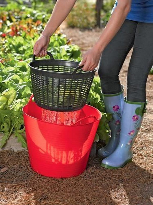 Rinse Veggies Right in the Garden and Then Re Use the Water on the Plants 