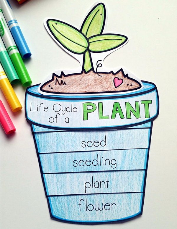 plant life cycle craft.