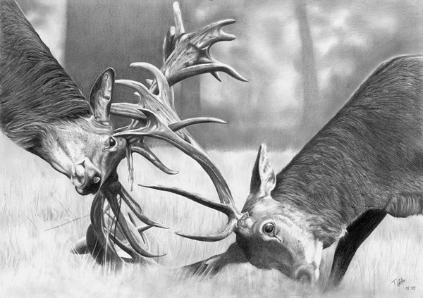 deer-pencil-drawings