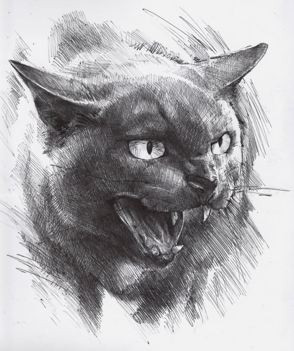 pencil-drawing-of-cat