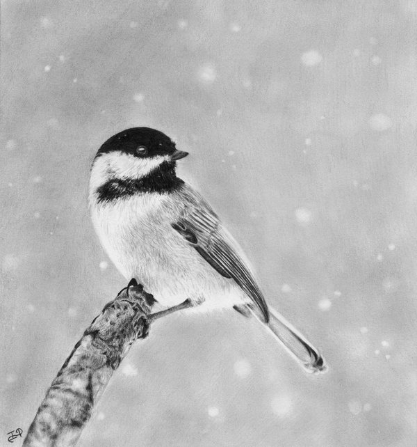 pencil-drawing-of-chickadee