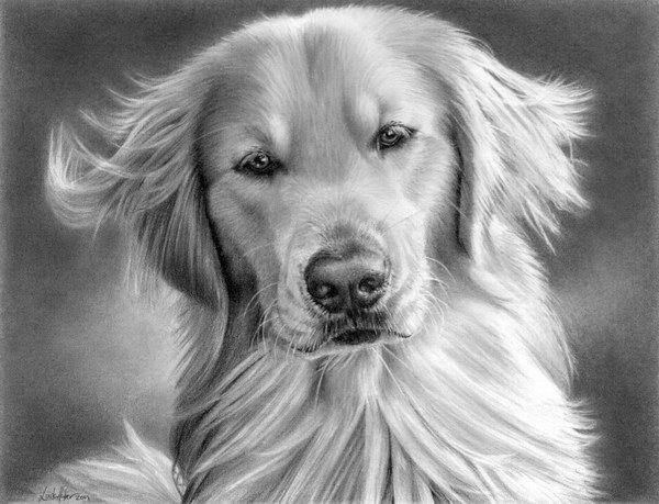 pencil-drawing-of-dog