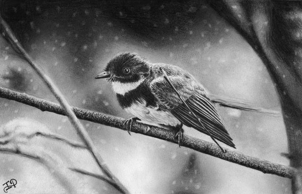 pencil-drawing-of-winter-bird