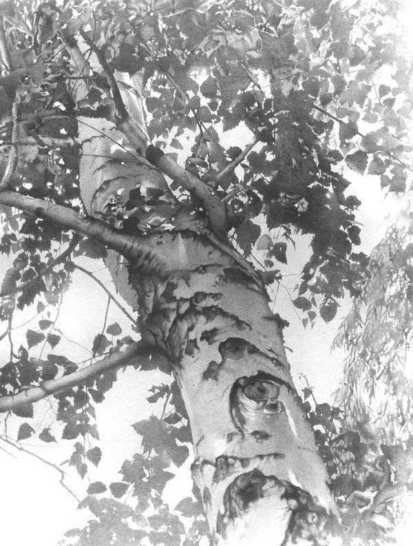 pencil-drawing-summer-birch