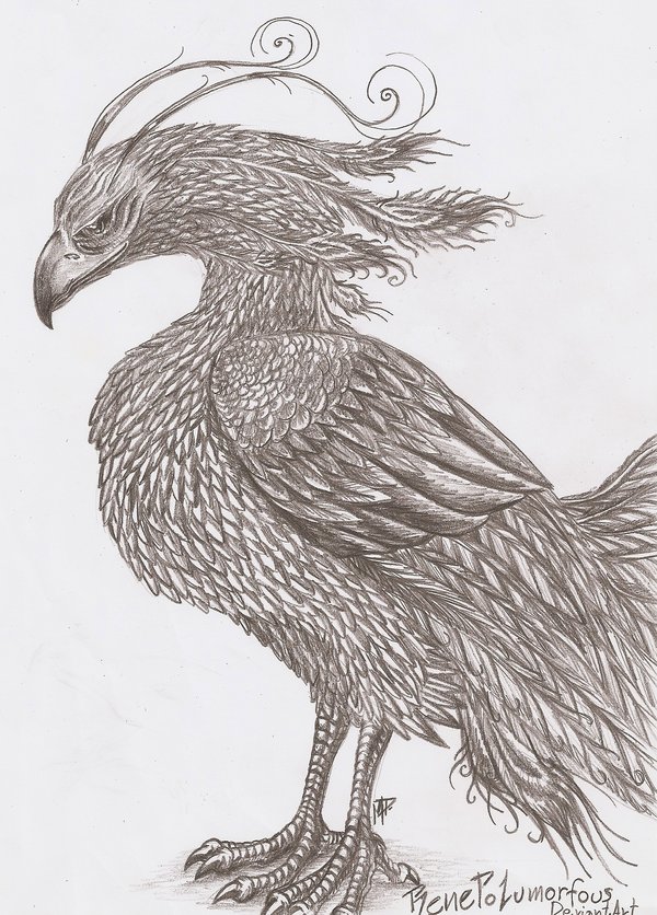 pencil-drawings-of-phoenix