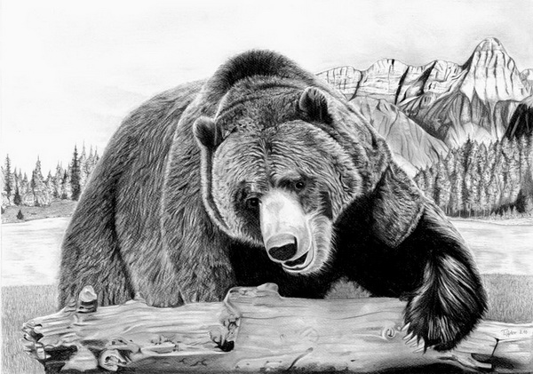 10+ Bear Drawings Showcase - Hative