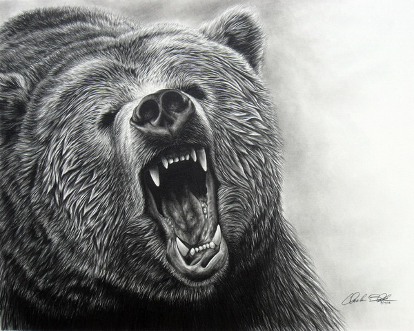 10+ Bear Drawings Showcase - Hative