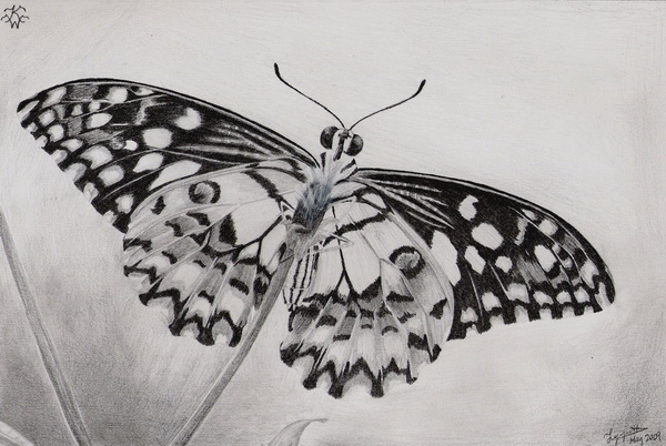 10+ Beautiful Butterfly Drawings for Inspiration - Hative