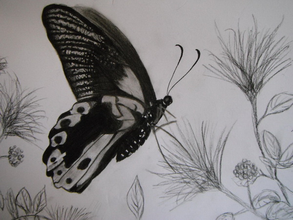 10+ Beautiful Butterfly Drawings for Inspiration - Hative