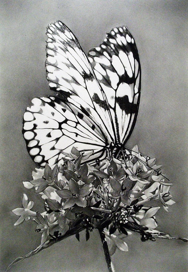 10 Beautiful Butterfly Drawings for Inspiration - Hative