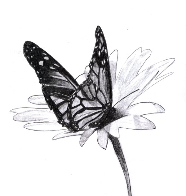 10+ Beautiful Butterfly Drawings for Inspiration - Hative