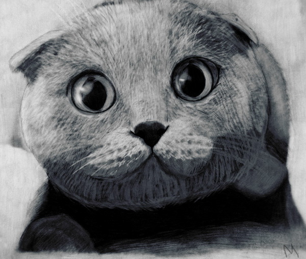 10 Cute Cat Drawings Showcase - Hative