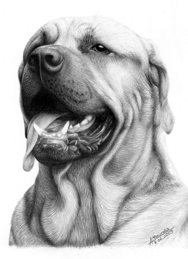 10 Lovely Dog Drawings for Inspiration - Hative