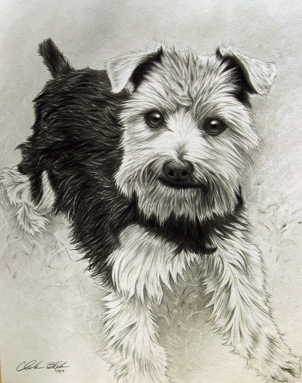 10 Lovely Dog Drawings for Inspiration - Hative