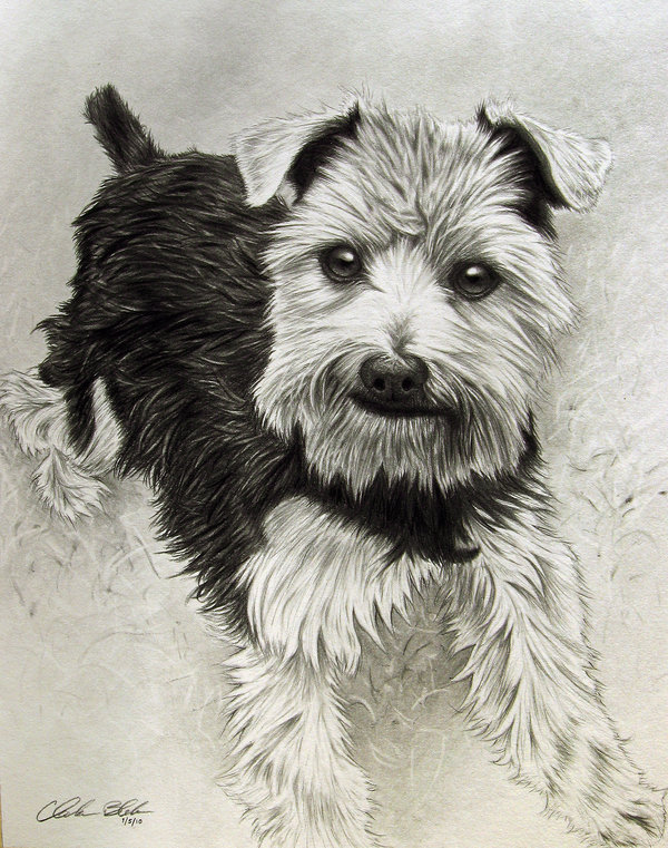 10 Lovely Dog Drawings for Inspiration Hative