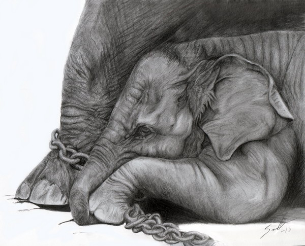 10+ Excellent Elephant Drawings for Inspiration - Hative