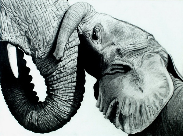 10+ Excellent Elephant Drawings for Inspiration - Hative