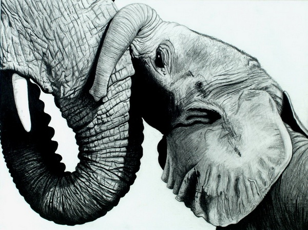 draw step how to by face step realistic 10  Drawings  Hative Inspiration Excellent Elephant for