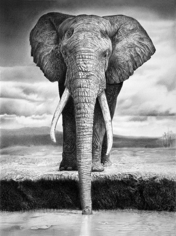  10 Excellent Elephant Drawings for Inspiration - Hative