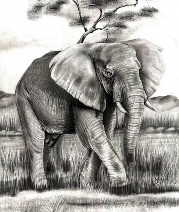 10+ Excellent Elephant Drawings for Inspiration - Hative