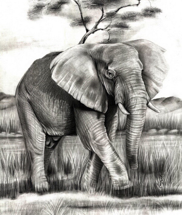 10+ Excellent Elephant Drawings for Inspiration Hative