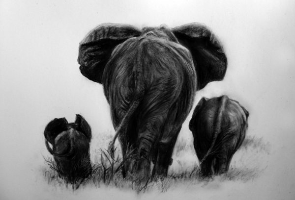 10+ Excellent Elephant Drawings for Inspiration - Hative