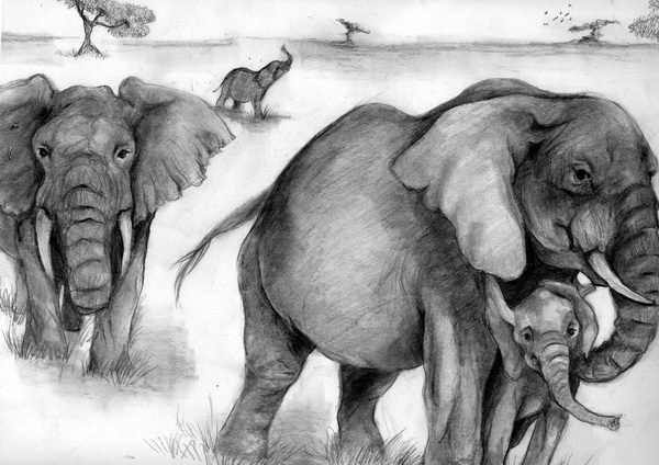 10+ Excellent Elephant Drawings for Inspiration - Hative