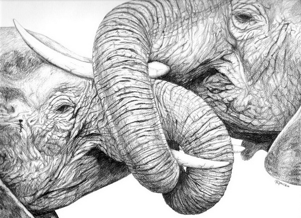 10+ Excellent Elephant Drawings for Inspiration - Hative