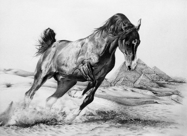 awesome drawings of horses