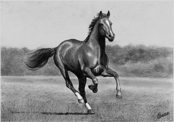 10+ Cool Horse Drawings for Inspiration - Hative