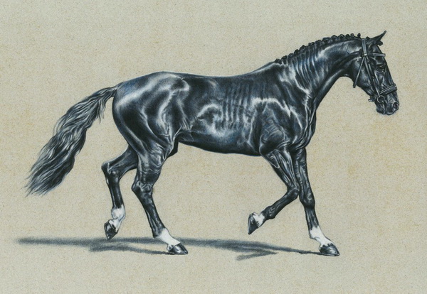 10+ Cool Horse Drawings for Inspiration - Hative