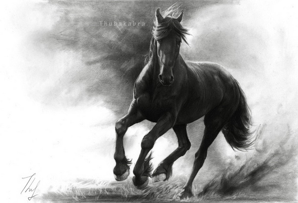 black stallion drawing