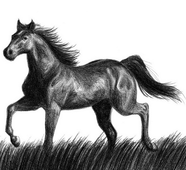 10+ Cool Horse Drawings for Inspiration Hative