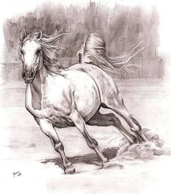 wild horse sketch