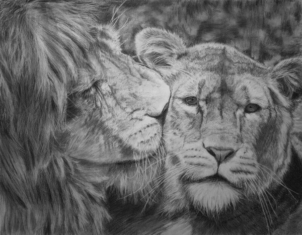 10+ Cool Lion Drawings for Inspiration - Hative