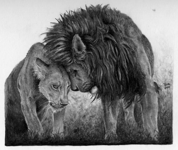 10+ Cool Lion Drawings for Inspiration - Hative
