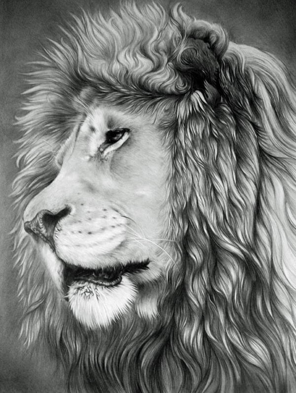 10+ Cool Lion Drawings for Inspiration - Hative