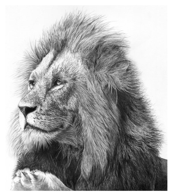 10 Cool Lion Drawings for Inspiration Hative