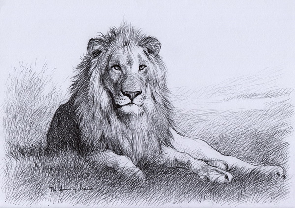 10 Cool Lion Drawings for Inspiration - Hative