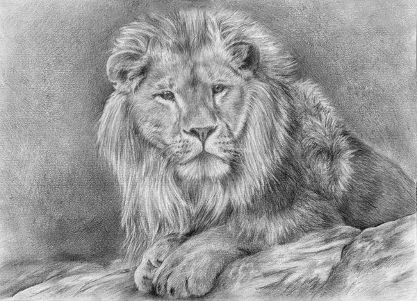 10+ Cool Lion Drawings for Inspiration - Hative