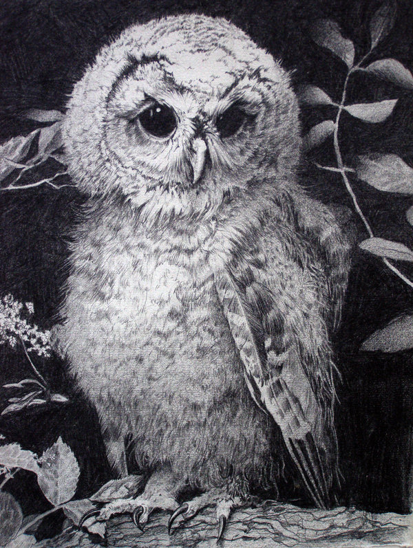 10+ Clever Owl Drawings for Inspiration - Hative