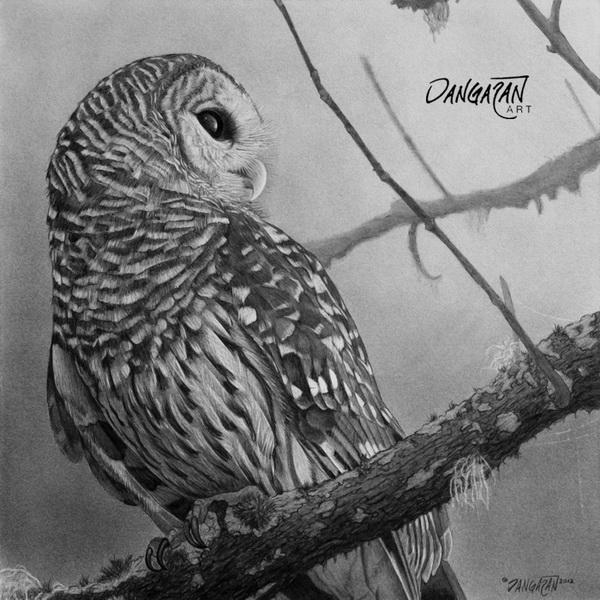 10 Clever Owl Drawings for Inspiration - Hative